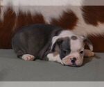 Small #2 French Bulldog
