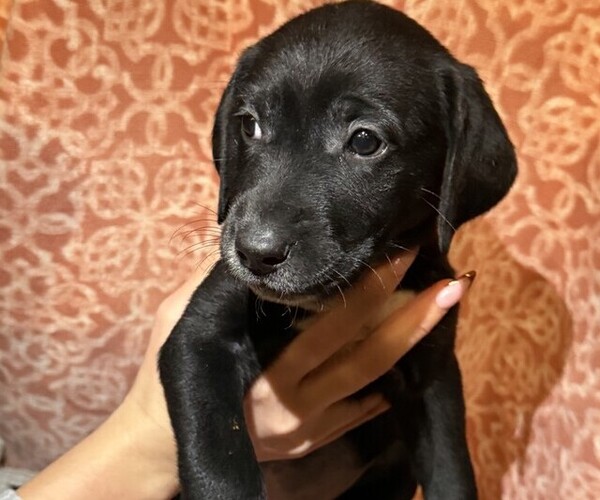 Medium Photo #8 Labmatian Puppy For Sale in ANTIOCH, CA, USA