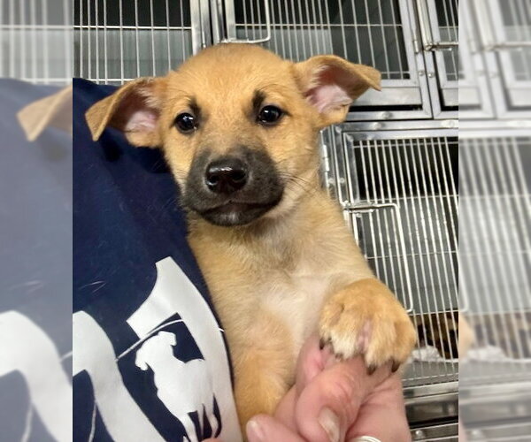 Medium Photo #1 Labrador Retriever-Unknown Mix Puppy For Sale in Jefferson, NJ, USA