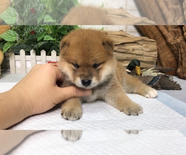 Medium Photo #6 Shiba Inu Puppy For Sale in WASHINGTON, DC, USA