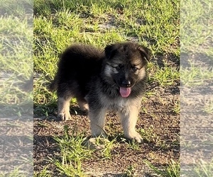 German Shepherd Dog Puppy for sale in E LAURINBURG, NC, USA