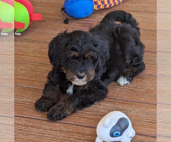 Medium Photo #1 Goldendoodle (Miniature) Puppy For Sale in PLACERVILLE, CA, USA