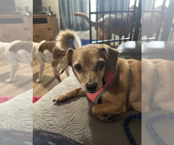 Medium Photo #1 Chiweenie Puppy For Sale in Overland Park, KS, USA