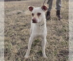 Small #2 Chihuahua Mix