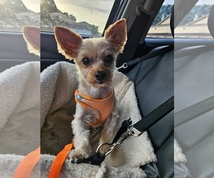 Mutt Dogs for adoption in Sioux Falls, SD, USA