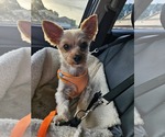 Small Mutt