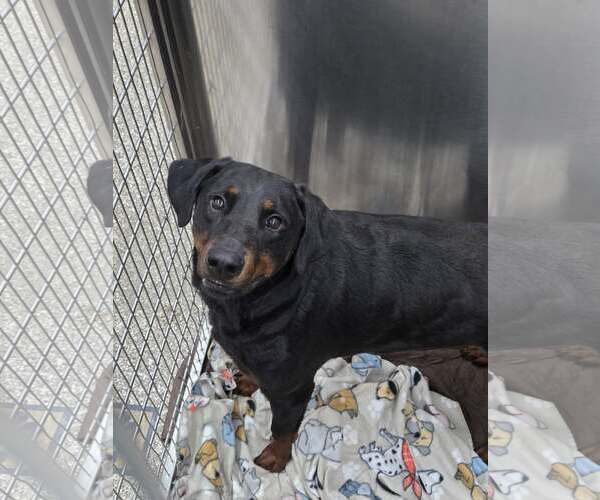 Medium Photo #1 Rottweiler-Unknown Mix Puppy For Sale in Martinsburg, WV, USA