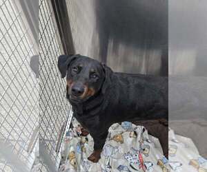 Rottweiler-Unknown Mix Dogs for adoption in Martinsburg, WV, USA