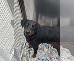 Small Rottweiler Mix