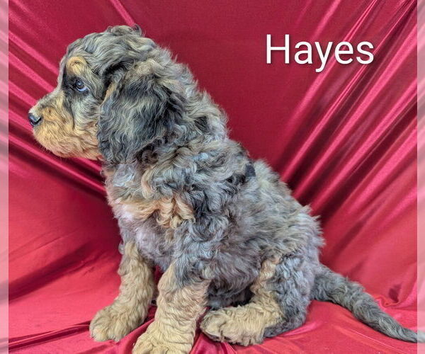 Medium Photo #6 Bernedoodle Puppy For Sale in CANON CITY, CO, USA