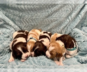 Brittany Litter for sale in ORRUM, NC, USA