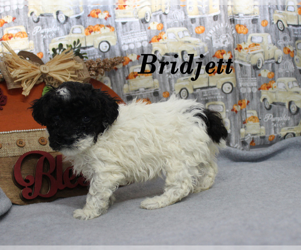 Medium Photo #15 Poodle (Toy) Puppy For Sale in CHANUTE, KS, USA