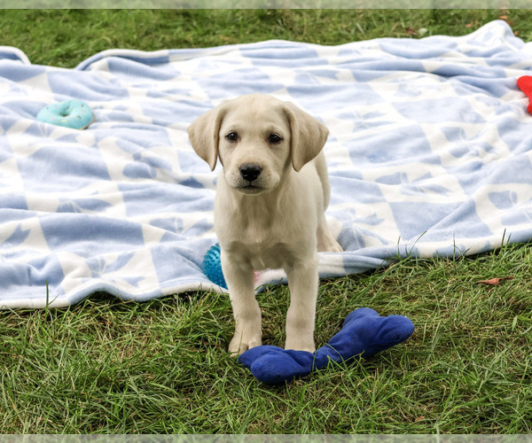 Medium Photo #1 Labrador Retriever Puppy For Sale in SYRACUSE, IN, USA