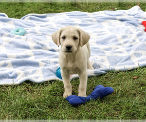 Labrador Retriever Puppy for sale in SYRACUSE, IN, USA
