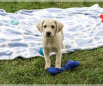 Rambo - Male Labrador Retriever Puppy for Sale - Small photo
