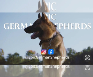 Father of the German Shepherd Dog puppies born on 12/20/2023