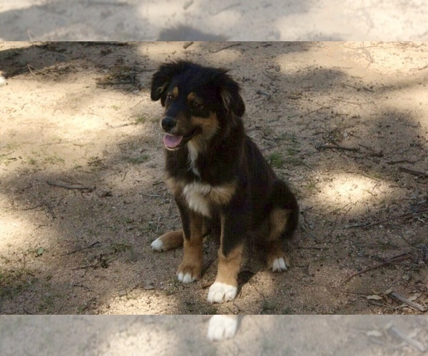 Medium Photo #3 Australian Shepherd Puppy For Sale in ACTON, CA, USA