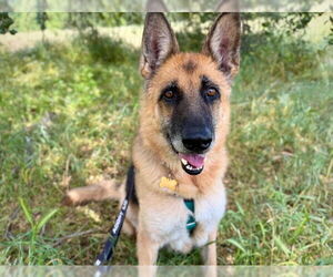 German Shepherd Dog Dogs for adoption in Pasadena, CA, USA