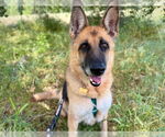 Small German Shepherd Dog
