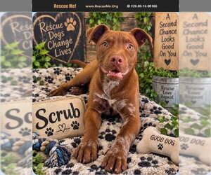 American Pit Bull Terrier Dogs for adoption in Benton, PA, USA