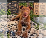 Scrub - Male American Pit Bull Terrier Dog for Adoption - Small photo