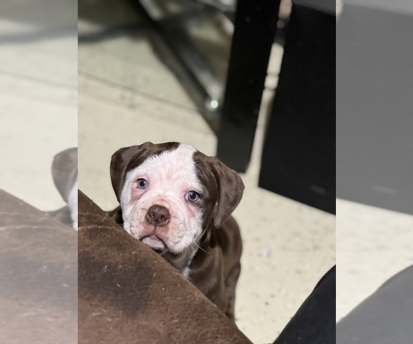 Medium Photo #5 Alapaha Blue Blood Bulldog Puppy For Sale in DETROIT, MI, USA