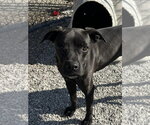 Small #19 Boston Terrier Mix