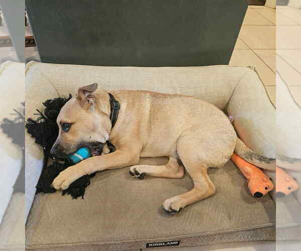 Medium Photo #12 Labrador Retriever-Unknown Mix Puppy For Sale in New York, NY, USA