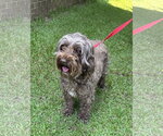Small #2 Aussiedoodle Miniature 