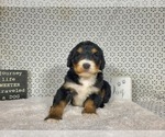 Small Photo #17 Bernedoodle Puppy For Sale in COLORADO SPRINGS, CO, USA