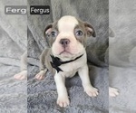 Small #4 Boston Terrier