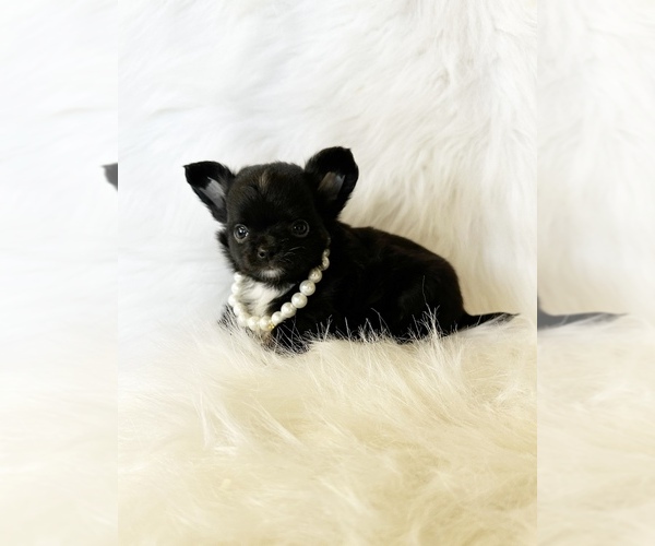 Medium Photo #11 Chihuahua Puppy For Sale in SACRAMENTO, CA, USA