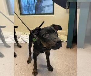 Shepweiller Dogs for adoption in Pasadena, CA, USA