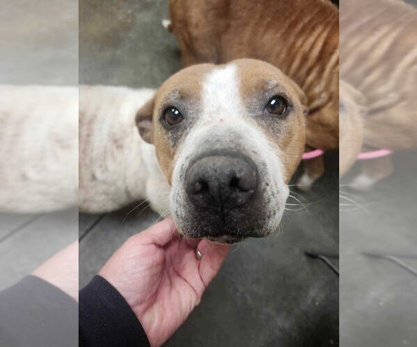 Medium Photo #1 American Staffordshire Terrier-Unknown Mix Puppy For Sale in Wenonah, NJ, USA