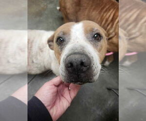 American Staffordshire Terrier-Unknown Mix Dogs for adoption in Wenonah, NJ, USA