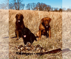 Labrador Retriever Puppy for Sale in HARRISBURG, Arkansas USA