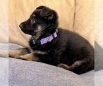Small #4 German Shepherd Dog