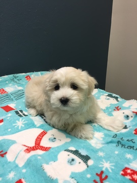 Medium Photo #2 Bolognese-Maltese Mix Puppy For Sale in MONITOR, OR, USA