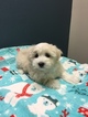Small Photo #2 Bolognese-Maltese Mix Puppy For Sale in MONITOR, OR, USA