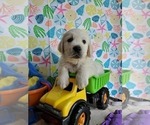 Small Photo #16 English Cream Golden Retriever Puppy For Sale in LONGVIEW, NC, USA