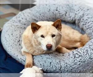 Chow Chow-Unknown Mix Dogs for adoption in Fort Collins, CO, USA