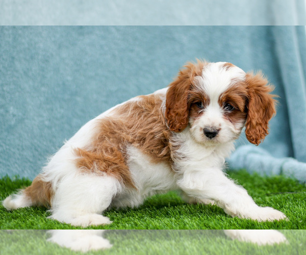Medium Photo #3 Cavapoo Puppy For Sale in ETNA GREEN, IN, USA