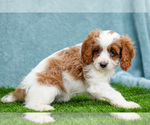 Small #2 Cavapoo