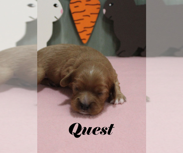 Medium Photo #11 Cavalier King Charles Spaniel Puppy For Sale in CHANUTE, KS, USA