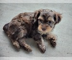 Small Photo #22 YorkiePoo Puppy For Sale in BLUE MOUND, TX, USA