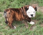 Small Photo #13 Bulldog Puppy For Sale in GREEN FOREST, AR, USA