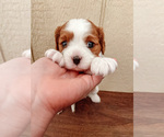 Small Photo #2 Cavalier King Charles Spaniel Puppy For Sale in BOX SPRINGS, CA, USA
