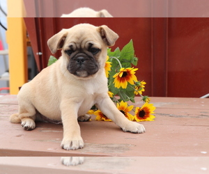 Mutt-Pug Mix Puppy for sale in SHILOH, OH, USA