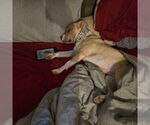 Small #27 American Pit Bull Terrier Mix