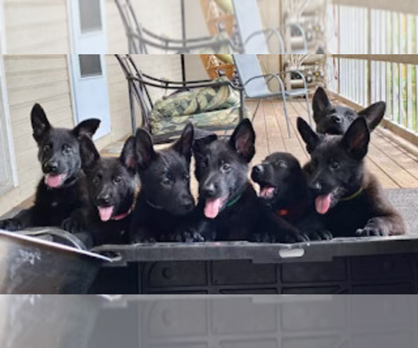 Medium Photo #30 German Shepherd Dog Puppy For Sale in BOKOSHE, OK, USA